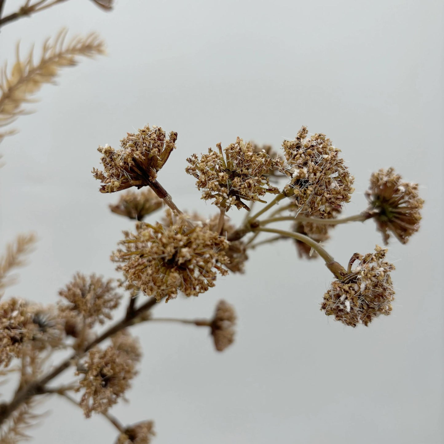 Dried Decorative Branch Stem - pack of 2