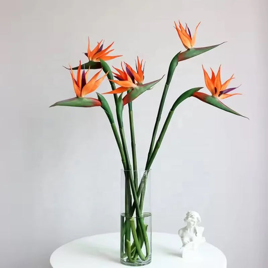 Bird Of Paradise Single Stem Pack Of 3