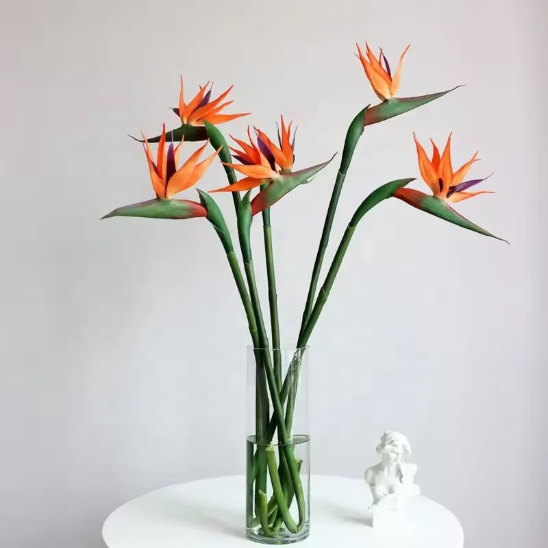 Bird Of Paradise Single Stem