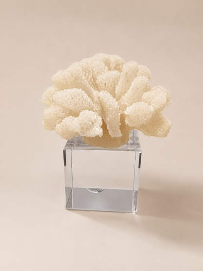 Luxury Coral Sculpture with Crystal Base
