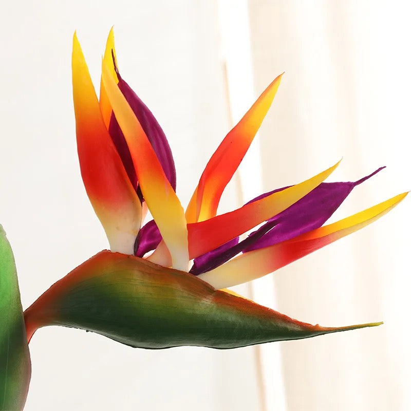 Bird Of Paradise Single Stem