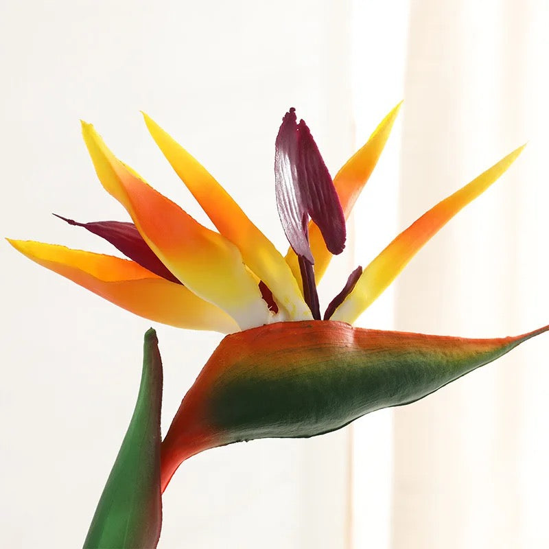 Bird Of Paradise Single Stem