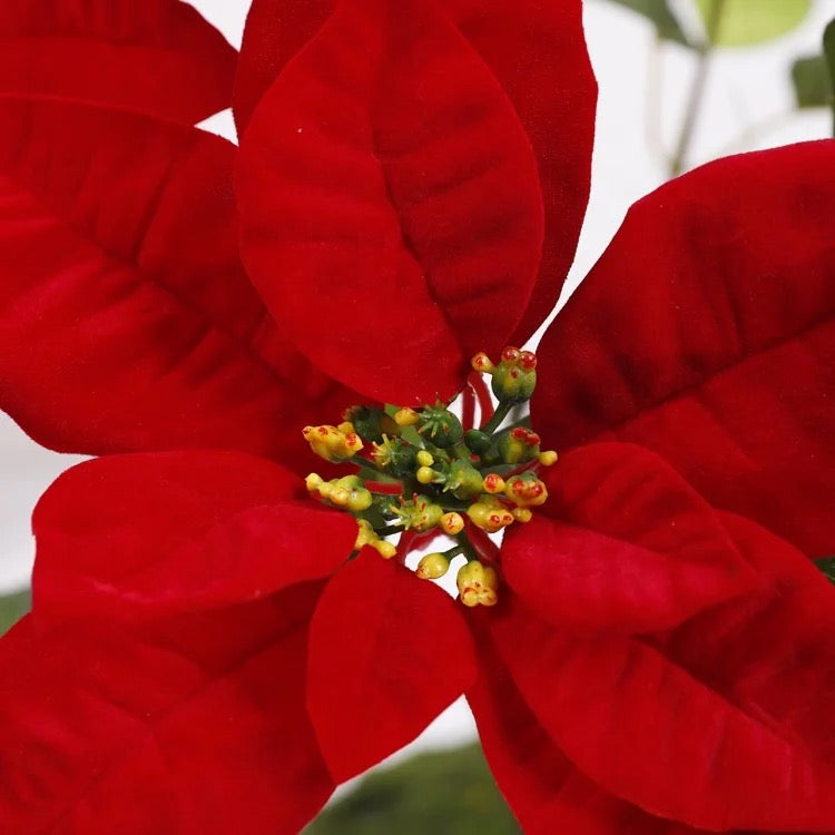 7 Flowers Bouquet Poinsettia