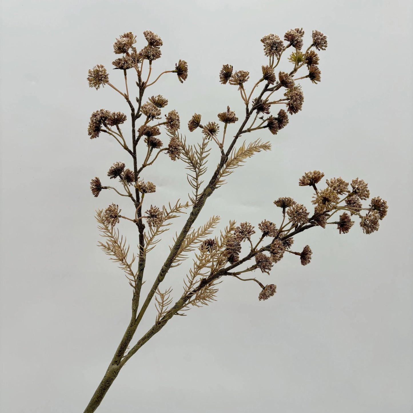 Dried Decorative Branch Stem - pack of 2