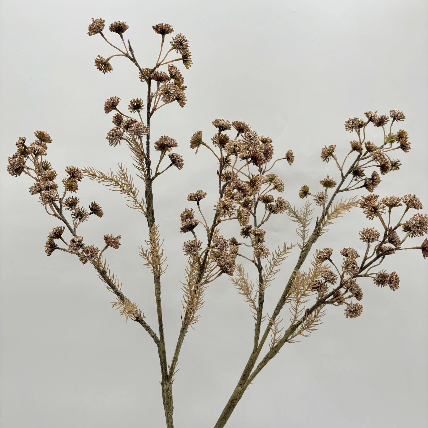 Dried Decorative Branch Stem - pack of 2