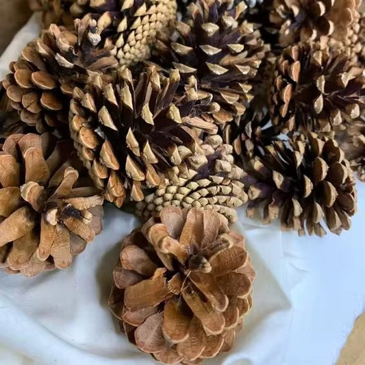 Pack Of 12 Medium Pinecone